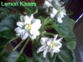 dimetris.com.ua:альбомы:lyo-liliya:lemon_kisses.jpg