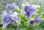 dimetris.com.ua:альбомы:mandragora:mas_winter_moon.jpg