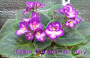 dimetris.com.ua:альбомы:mandragora:okie_easter_bunny.jpg