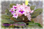 dimetris.com.ua:альбомы:mandragora:optimara_ever_love.jpg