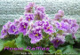 dimetris.com.ua:альбомы:mandragora:rosie_raffles.jpg