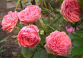dimetris.com.ua:альбомы:nataly:роза.jpg