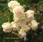 dimetris.com.ua:альбомы:nataly:роза_патио.jpg