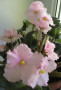 dimetris.com.ua:альбомы:nataly:свадебные_колокола.jpg
