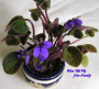 dimetris.com.ua:альбомы:nataly:blue_teil_fly.jpg