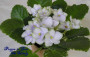 dimetris.com.ua:альбомы:nataly:frozen_in_time.jpg