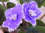 dimetris.com.ua:альбомы:nataly:misty_cloud.jpg