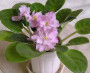 dimetris.com.ua:альбомы:nataly:noname.jpg