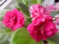 dimetris.com.ua:альбомы:natascha:ек-бабье_лето.jpg