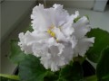 dimetris.com.ua:альбомы:natascha:ек-снежное_кружево.jpg