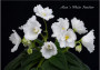 dimetris.com.ua:альбомы:olex:alans_white_feather.jpg