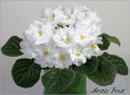 dimetris.com.ua:альбомы:olex:arctic_frost.jpg