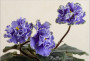 dimetris.com.ua:альбомы:olex:ruffled_skies.jpg