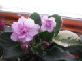 dimetris.com.ua:альбомы:osta:fredettes_sweet_jenny.jpg