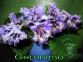 dimetris.com.ua:альбомы:petra:geronimo.jpg
