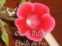 dimetris.com.ua:альбомы:pileni:etoile_de_fue.jpg
