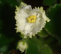 dimetris.com.ua:альбомы:precious:сенполия_buckeye_irish_lace.jpg
