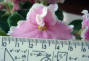 dimetris.com.ua:альбомы:precious:сенполия_pink_summit.jpg