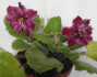 dimetris.com.ua:альбомы:precious:сенполия_sparkleberry.jpg