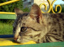 dimetris.com.ua:альбомы:shagia:киса.jpg
