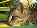 dimetris.com.ua:альбомы:shagia:киса.jpg
