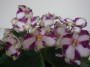 dimetris.com.ua:альбомы:svetlanna:lyons_crown_jewel.jpg