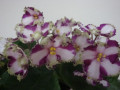 dimetris.com.ua:альбомы:svetlanna:lyons_crown_jewel.jpg