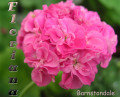 dimetris.com.ua:альбомы:sweet:barnstondale.jpg