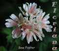 dimetris.com.ua:альбомы:sweet:bev_foster.jpg