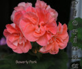 dimetris.com.ua:альбомы:sweet:bewerly_park.jpg