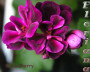 dimetris.com.ua:альбомы:sweet:black_cherry.jpg