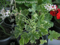 dimetris.com.ua:альбомы:sweet:fragrans_variegated.jpg
