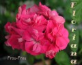 dimetris.com.ua:альбомы:sweet:frou-frou.jpg
