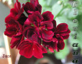 dimetris.com.ua:альбомы:sweet:jaco.jpg
