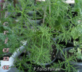 dimetris.com.ua:альбомы:sweet:p.filicifolium.jpg