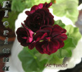 dimetris.com.ua:альбомы:sweet:pac_tomcat.jpg