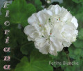 dimetris.com.ua:альбомы:sweet:petite_blanche.jpg