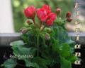 dimetris.com.ua:альбомы:sweet:red_pandora.jpg