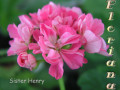 dimetris.com.ua:альбомы:sweet:sister_henry.jpg