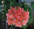 dimetris.com.ua:альбомы:sweet:susanne.jpg