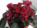dimetris.com.ua:альбомы:tana:ек-красный_бархат.jpg