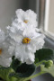 dimetris.com.ua:альбомы:tana:arctic_frost.jpg