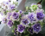 dimetris.com.ua:альбомы:tana:optimara_little_moonstone.jpg