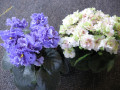 dimetris.com.ua:альбомы:tana:ruffled_skies_и_irish_flirt.jpg