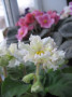 dimetris.com.ua:альбомы:tana:sunkissed_rose.jpg
