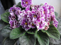 dimetris.com.ua:альбомы:tana:ultra_violet_nebula.jpg