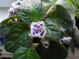 dimetris.com.ua:альбомы:viktorya:misty_cloud.jpg