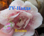 dimetris.com.ua:альбомы:yarmak-viktoriya:tv-наяда.jpg
