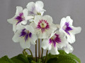 dimetris.com.ua:загрузки:078.jpg