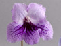 dimetris.com.ua:загрузки:alchimik:blu_streptocarpus.jpg